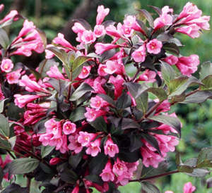 Weigela florida 'Foliis Purpureis'