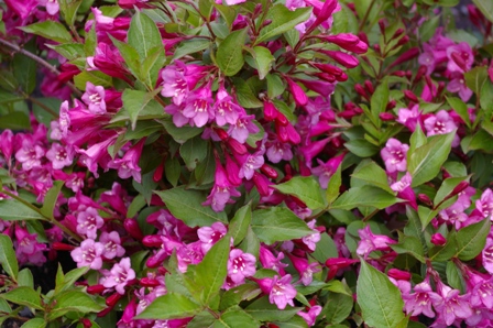 Weigela florida 'Pink Princess'