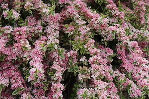 Weigela florida 'Variegata'