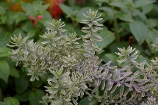 Westringea fruticosa 'Variegata'