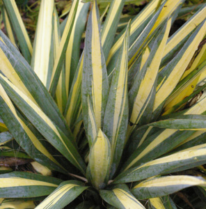 Yucca 'Color Guard'