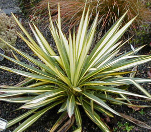 Yucca filamentosa 'Garland Gold'