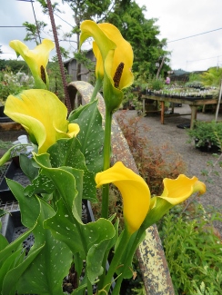 Zantedeschia 'Millenium Gold'