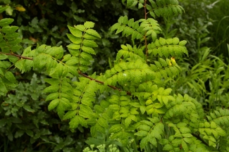 Zanthoxylum piperitum