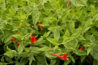 Zauschneria garrettii 'Orange Carpet'