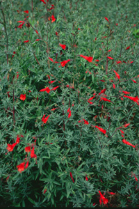 Zauschneria 'Bowman's Hybrid'