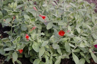 Zauschneria 'Callistoga'