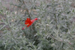 Zauschneria 'Carmen's Gray'