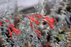 Zauschneria 'Carmen's Gray'