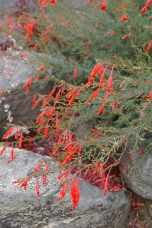 Zauschneria 'El Tigre'