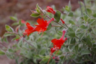 Zauschneria californica 'Cloverdale'
