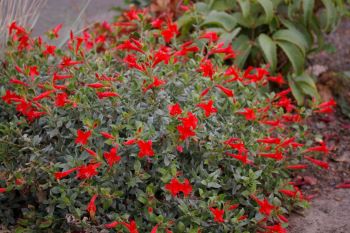 Zauschneria septentrionalis 'Select Mattole'