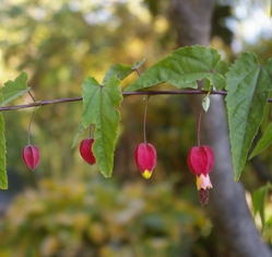 Abutilon megapotamicum