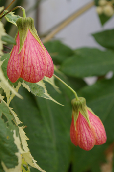 Abutilon 'Souvenir de Bonn'