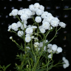 Achillea ptarmica 'Angel's Breath'