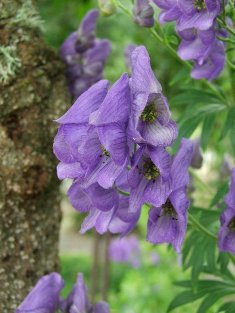 Aconitum carmichaelii  'Late Crop'