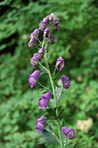 Aconitum columbianum