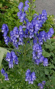 Aconitum napellus