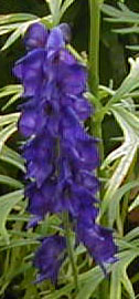 Aconitum napellus 'Newry Blue'