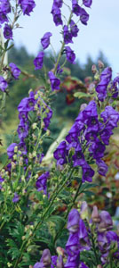 Aconitum 'Tall Blue'