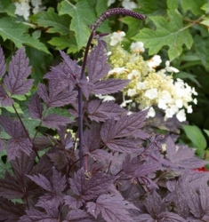 Actaea (Cimicifuga) 'Brunette'