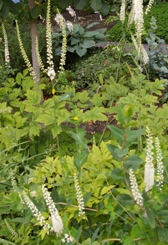 Actaea (Cimicifuga) racemosa