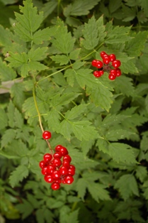 Actaea rubra