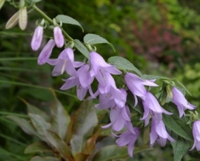 Adenophora 'Amethyst Chimes'