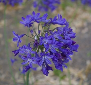 Agapanthus 'Cobalt'