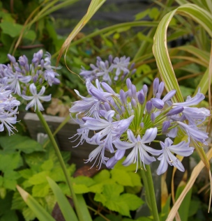 Agapanthus 'Gayle's Lilac'