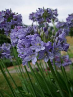 Agapanthus 'Joyful Blue'