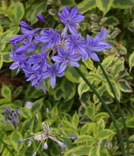 Agapanthus 'Midnight Blue'