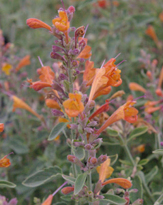 Agastache 'Apricot Sunrise'