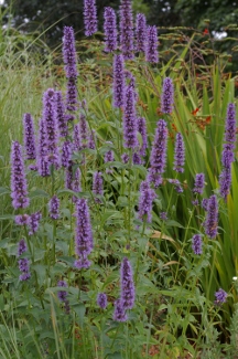 Agastache 'Black Adder'