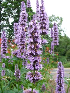 Agastache 'Black Adder'