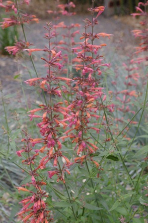 Agastache 'Firebird'