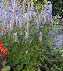 Agastache foeniculum