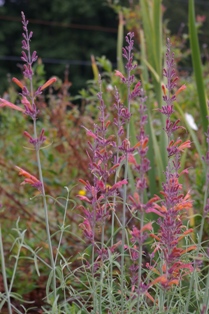 Agastache rupestris