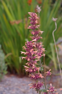Agastache 'Shaniko'