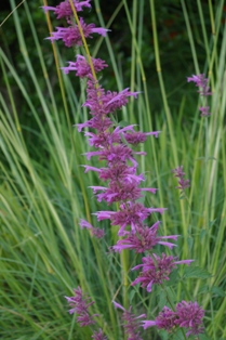 Agastache 'Tutti Frutti'