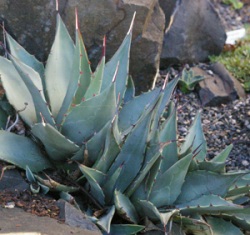 Agave neomexicana