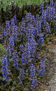 Ajuga reptans 'Catlin's Giant'