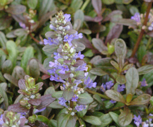 Ajuga reptans 'CHOCOLATE CHIP' (Valfredda)