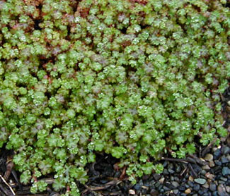 Alchemilla ellenbeckii