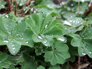 Alchemilla mollis