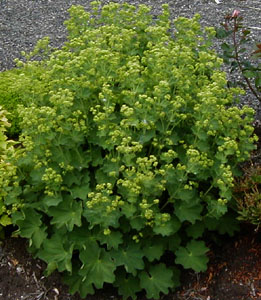 Alchemilla mollis 'Auslese'