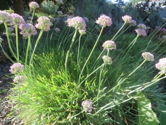 Allium senescens ssp. montanum var. glaucum