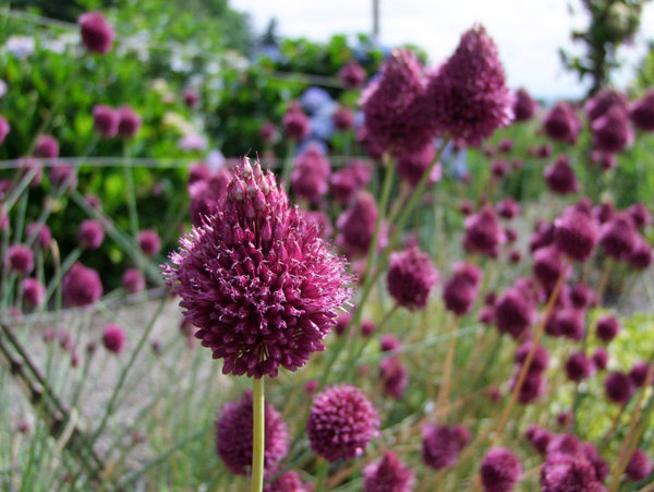 Allium sphearocephalum