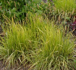 Alopecurus pratensis 'Aureus'