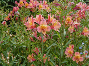 Alstroemeria 'Butterscotch'